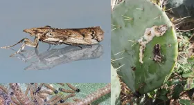 A collage of 3 different photos. On the left-hand side, one photo is of a brown moth reflected in the water. Below that is an image of caterpillars with black heads and brown bodies on a leaf. On the right-hand side, a cactus is covered in white sludge.