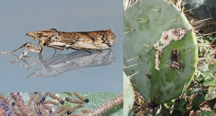 A collage of 3 different photos. On the left-hand side, one photo is of a brown moth reflected in the water. Below that is an image of caterpillars with black heads and brown bodies on a leaf. On the right-hand side, a cactus is covered in white sludge.
